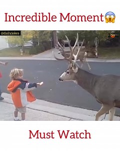 5.2K views · 40 reactions | Incredible Moments More Videos :- #HDClips | HD Clips | Facebook
