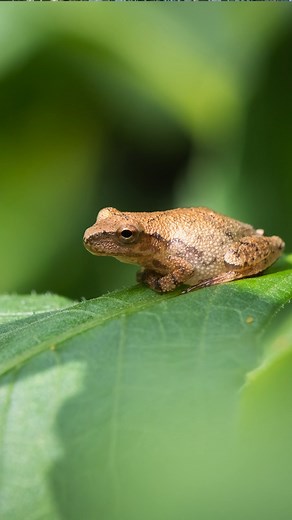 3.3K views · 69 reactions | Spring peepers are tiny but iconic! Their signature look? A dark ‘X’ marking on their back. ✨#funfactfriday | NC Aquarium at Fort Fisher | Facebook
