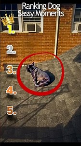 Ranking The Sassiest Dog Moments #dogs #funny #viral