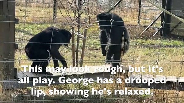 Forming a Group of Rescued Chimpanzees: George + Gordo + Cy in the Bray Outdoor Habitat