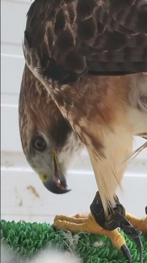 RED-TAILED HAWK/BUZZARD FEEDING
