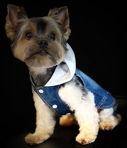 Stylish Doggie Denim Hoodie Jacket: Fashion and Comfort for Your Furry Friend. - Etsy