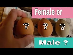 How To Make Selection And Differentiate Between A Male And Female Chick, Rough And Smooth Egg - Isa