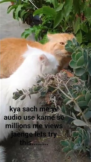 please subscribe us so we can make a good content of bruno and mars life please help us to grow