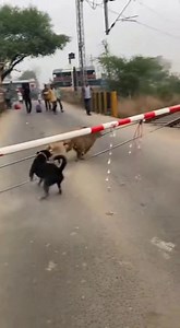 725K views · 3.3K reactions | Dogs Surround Leopard — Village Erupts...