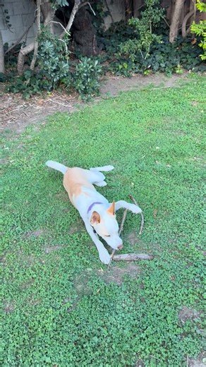 Tom Merritt on Reels