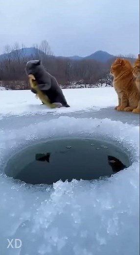 The Real "Cat-fishing": Using Bread to Catch Dinner! 🎣😲