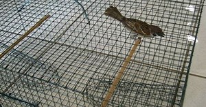 Homemade Bird Trap - Build Plans & Specs DIY