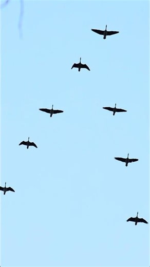 A Flock Of Canada Geese Flying Overhead