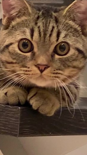 鬼のパンツと猫の楽しいコラボレーション