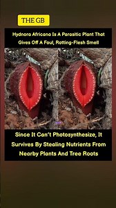 Hydnora Africana Is A Parasitic Plant That Gives Off A Foul, Rotting-Flesh Smell.