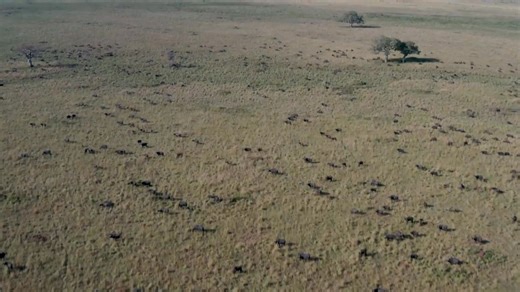 🇺🇬 #IGAD @ 40 — Tourism Spotlight: #Uganda Tourism remains a key driver of economic growth across the IGAD region, creating jobs, strengthening livelihoods, and deepening cultural exchange. Uganda stands at the center of this opportunity, with world-renowned attractions—from mountain gorillas and expansive national parks to vibrant cultural traditions and the iconic Source of the Nile. Through sustainable tourism investments, Uganda is expanding community incomes, safeguarding natural heritage