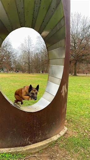 FLY #belgianmalinois #workingdog #dogtraining #dogtricks #dogobedience | Dog Tricks