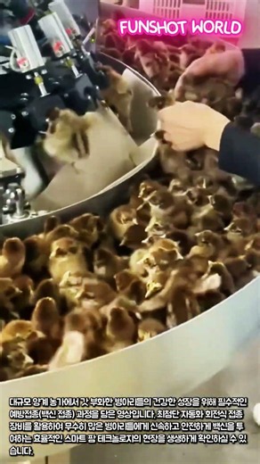 스마트 팜 병아리 자동 예방접종 시스템 #worker #process #agriculture #components #machinery