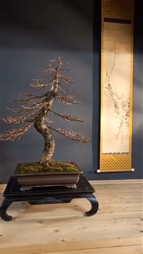 Winter larch bonsai composition seasonal bonsai beauty