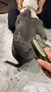 16M views · 96K reactions | Aztec Calendar Design on a pit bull puppy  by Rob The Original | Rob The Original | Facebook