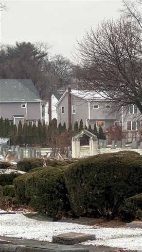Deer dart through King Solomon Memorial Park in New Jersey as I search for Gene Colan’s grave.