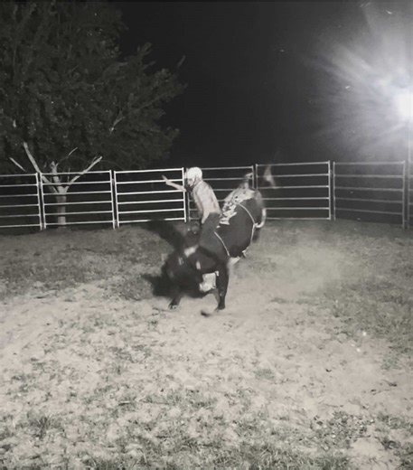 Bull Riding Adventures in Australia: Cowboys at Work