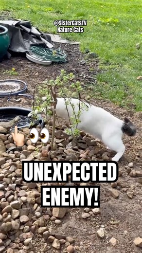 Garden Pond Waterfall Fight 😹 | Nature Cats S1 E3 | Sister Cats TV