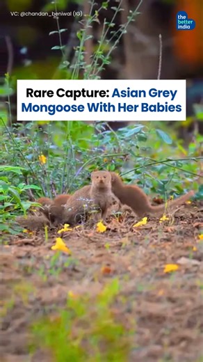 Ever watched a mother guide her children’s first steps? In a quiet corner of the forest, a mother Asian grey mongoose keeps a watchful eye on her little ones. Small and curious, they scamper around her, learning the world with each playful hop, yet always returning to her for comfort and guidance. Though small, the mongoose is an excellent hunter, with sharp senses and remarkable reflexes—skills she’ll one day pass on to her young. Watching her with her little ones, you can see the same patience