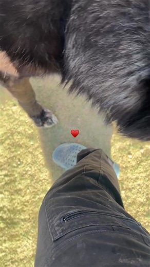 Spring Awakens: Celebrating the Return of Wolves