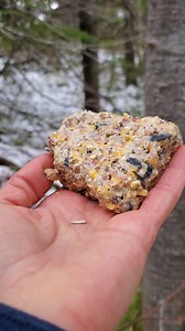 6.8K views · 676 reactions | Speckle a Boreal Chickadee enjoying a little bit of suet and trying to keep the other chickadees from eating it  | LesleytheBirdNerd | Facebook