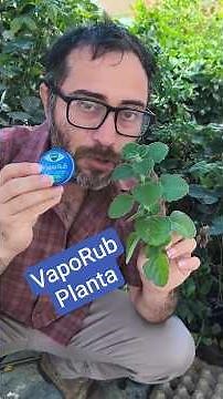 VapoRub Plant Plectranus hadienis var. tonsus #plants #medicinalplants
