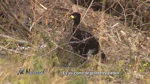 SNT Al Natural: Chaco Boreal 🌳🐦 En este nuevo capítulo de Al Natural, seremos testigos de la extraordinaria diversidad de especies que habitan este singular entorno. 🇵🇾 #AlNatural | Al Natural