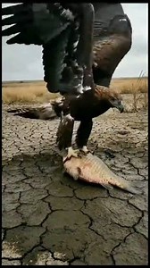 A Fish Dying in the Desert… Until an Eagle Does the Impossible 🦅🐟 #SafariLife #CheetahEncounter #WildlifeMagic #Africa | Wildlife Nation