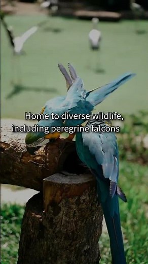 Unveiling Niagara Falls: History, Geography, and Unique Wonders Await