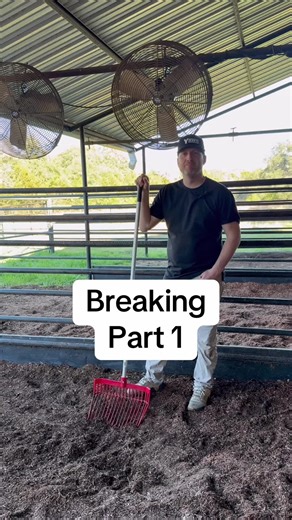 Breaking Your Calf: Understanding Livestock Shows