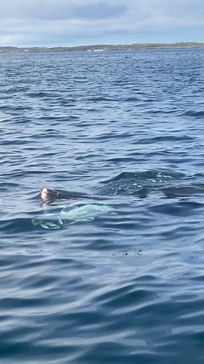 Stick your nose up! When the zooplankton is plentiful, basking sharks can feed hard at the surface. They move erratically around the thickest spots of food and is spectacular to watch. In this clip whilst watching from a distance the shark turns to feed close to the boat. It was also a strong year for mackerel and a school of them are ‘boiling’ at the surface whilst they are feeding. We’re looking forward to some days like this in the summer! | Basking Shark Scotland
