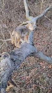 DEER HUNTING BIDDY!🐺 #coyote #weavethecoyote #wildlife #nature #cute #animals #animal #friends #dog