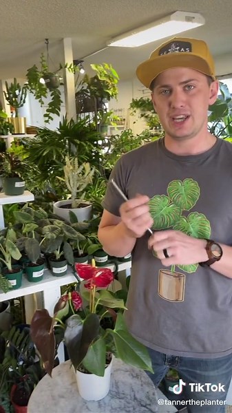 Anthurium Care Tips and Plant Care Guide