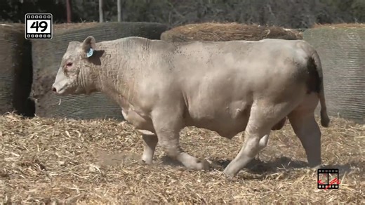 LOT 49 - another bull we have partnered with to offer in the Fall Event Sale Nov 1st! | Morrison Charolais