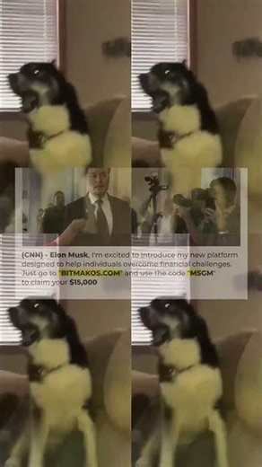 CLASSIC Dog Videos! 🐶 🤣 ｜ 2 HOURS of FUNNY Clips 2950s