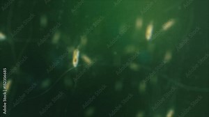 Bacteria under the microscope series. Escherichia coli.