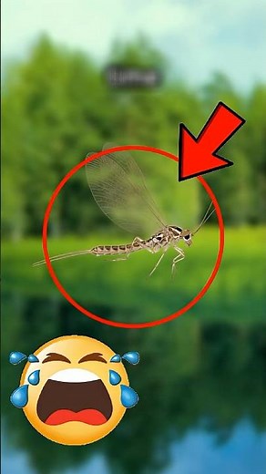 This Insect Waits Years to Live One Day..