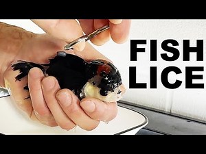 FISH LICE: How to treat aquarium fish lice - The king of DIY