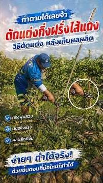 วิธีตัดแต่งต้นฝรั่ง #พี่ต้อมเกษตรปลอดสารพิษ #ฝรั่งไส้แดง #กรรไกรตัดกิ่ง #กรรไกรตัดกิ่งไร้สาย