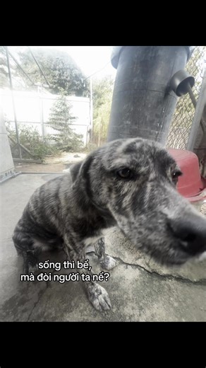 ủa cái nết ngộ vậy?#xuhuongtiktok #xuhuong #cap #khia