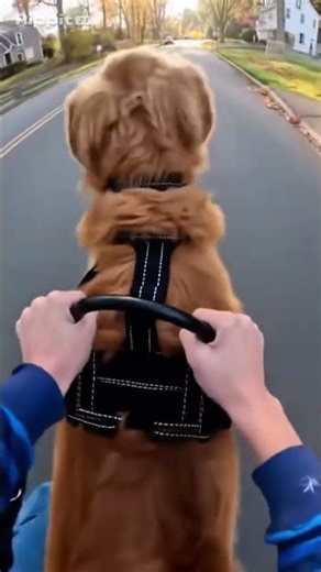 Epic Ride with My Golden Retriever Max! 🐕💨 #DogRide #GoldenRetrieverLife