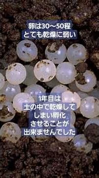 カタツムリの飼育・観察・孵化、2021年～20:24年 #カタツムリ #カタツムリ飼育 #カタツムリ孵化 #雑学