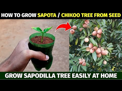 How To Grow Sapota / Sapodilla / Chiku / Chikoo Tree From Seed