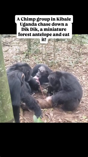Jerry Adriko | Yes, chimpanzees are omnivores and regularly hunt and eat meat, primarily small monkeys like colobus monkeys, but also other small mammals,... | Instagram