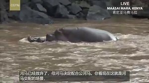 535K views · 1.9K reactions | Watch two hippos mate underwater in Kenya's Maasai Mara National Reserve. #DigitalSafari #CGTNWild | CGTN | Facebook