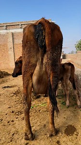 #cow #dairyfarm #dairy_farming #modern_dairy_farming #modern_agriculture #agricultural_machines #amazing_technology #advance_technology #modern_technolog | Dairy Cow TV