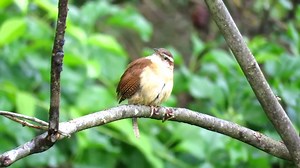 Carolina wren singing (Thryothorus ludovicianus) Eastern United States, Ontario, Canada, Mexico. | BIRDS & Nature