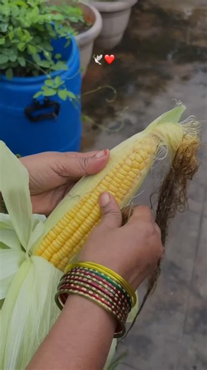 . PAZHANI . on Instagram: "Parakeets healthy food 🌽🕊️❤️ LIKE-FOLLOW-SHARE-COMMENT❤️ FOLLOW FOR MORE..❤️😍 FOLLOW:@sreebirds SUPPORT ✨...❤️ #reels #reelsinstagram #reelsvideo #viral #viralvideos #trend #trendingreels #trending #viralinstagram #instagood #instadaily #status #budgie #budgielover #budgiesofinstagram #birds #birdslovers #parrot #parakeet #birdslove #aviary #sreebirds #beautiful #petlovers #petcare #pets"