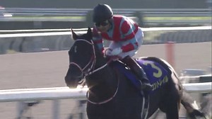 Contrail becomes the third undefeated Triple Crown horse in history, the first time in 15 years since his father Deep Impact